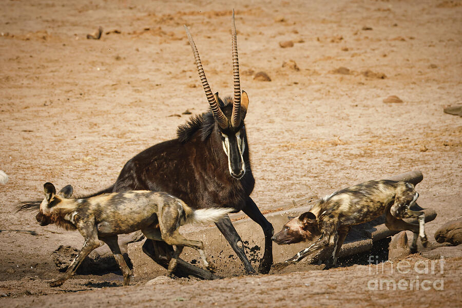 Antelope Fending Off Wild Dogs Photograph - Antelope Fending Off Wild Dogs by Natural Focal Point Photography