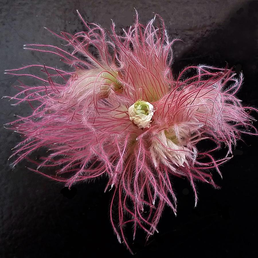 Apache Plume Photograph by Joy Garso