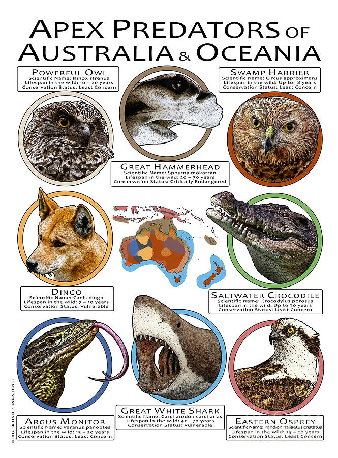Australian Predators