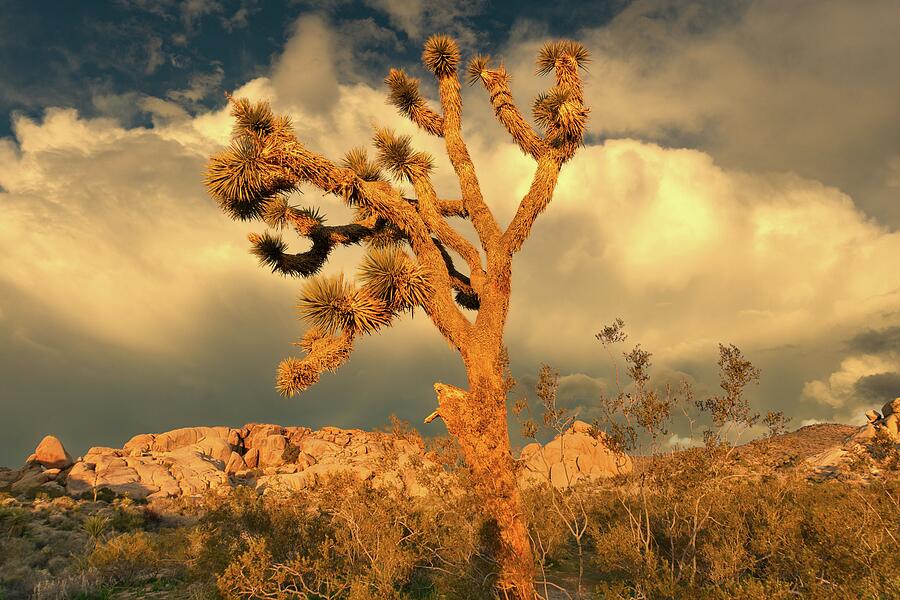 April 2025 Joshua Tree Sunset Photograph by Alain Zarinelli