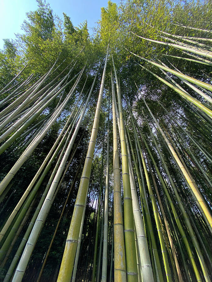 Arashiyama Bamboo Forest Kyoto Japan Vertical Zen Landscape Photography by Rachel League