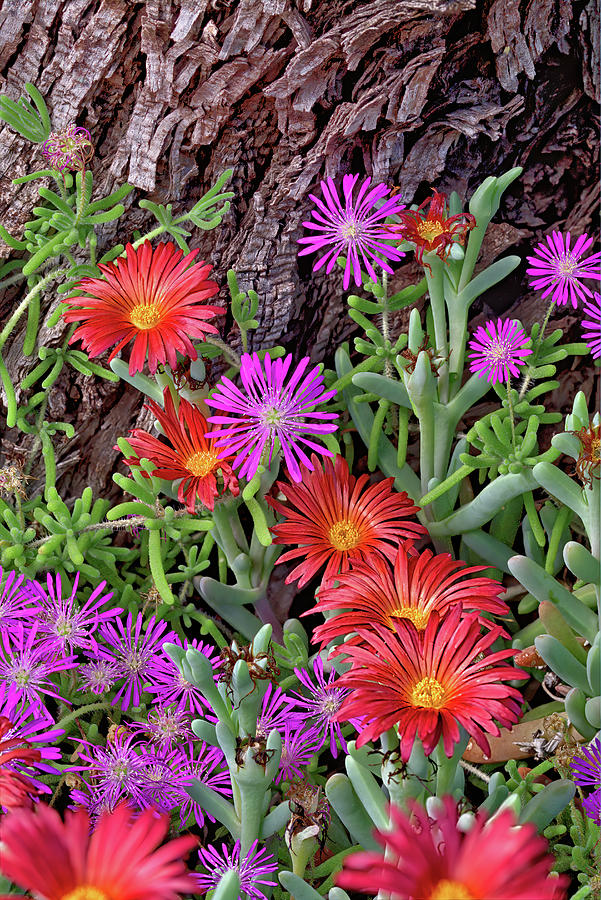Arizona Wildflowers Photograph by Bob Falcone