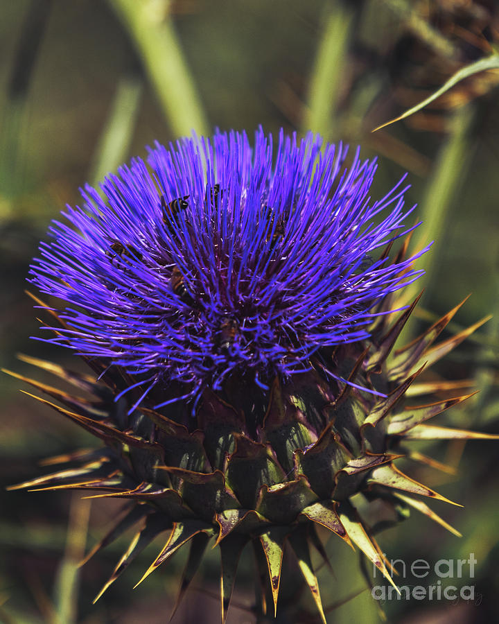 Purple Globe Artichoke Thistle Flower Photograph by Abigail Diane Photography
