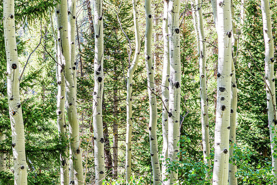 Aspen at Dawn Photograph by Jon Snyder