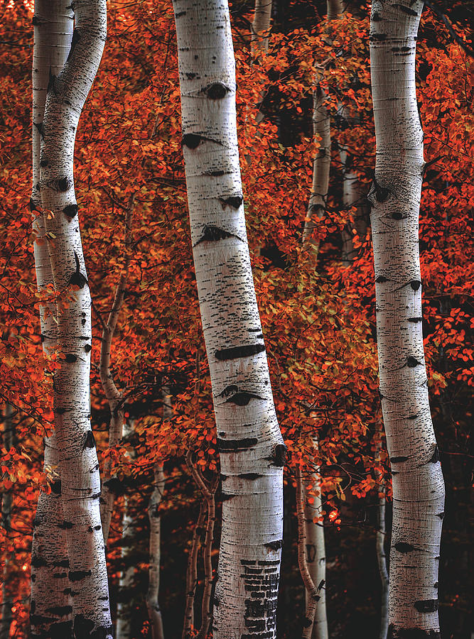 Aspen Fire - Vertical Photograph by Abbie Warnock