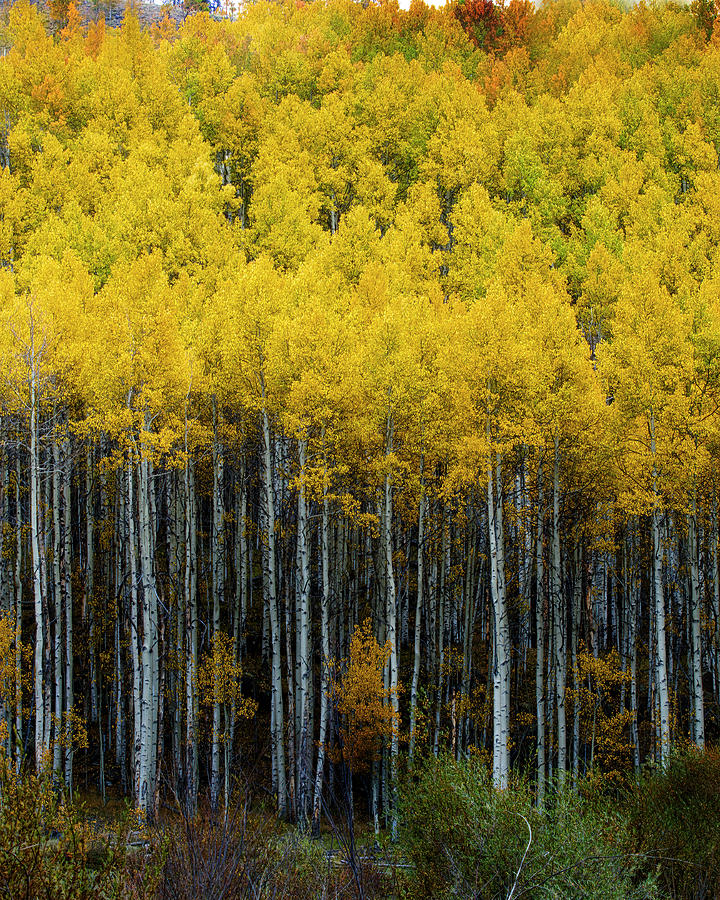 Aspens- Fall in the High Country Photograph by Jim E Johnson