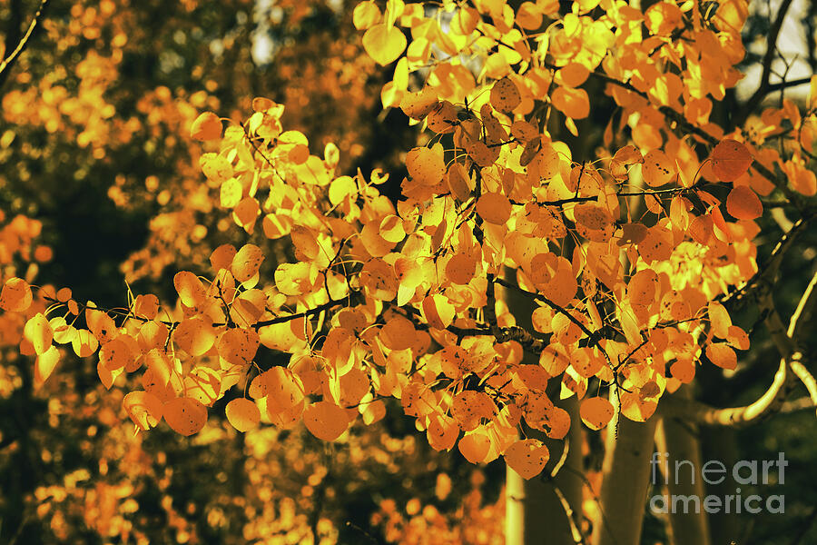 Golden Autumn Foliage Photograph - Aspens Gold by Dodie Ross