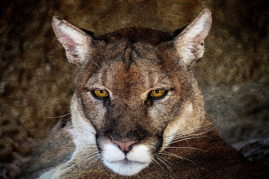 Attitude Photograph by Steve Templeton