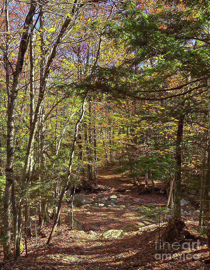 Sunlit Forest Path in Autumn Photograph - Autumn at Beecher Creek Trail by Ron Long Ltd Photography