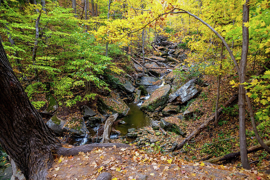 Serene Autumn Forest Scene Photograph - Autumn at Smokey Hollow Falls by John Twynam