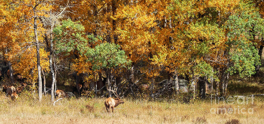 Autumn Elk in a Forest Photograph - Autumn Elk in a Forest by Shirley Dutchkowski