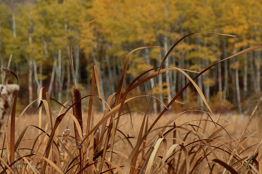 Autumn Grass and Birch Trees Photograph - Autumn Grass and Birch Trees by Michael DeGrenier