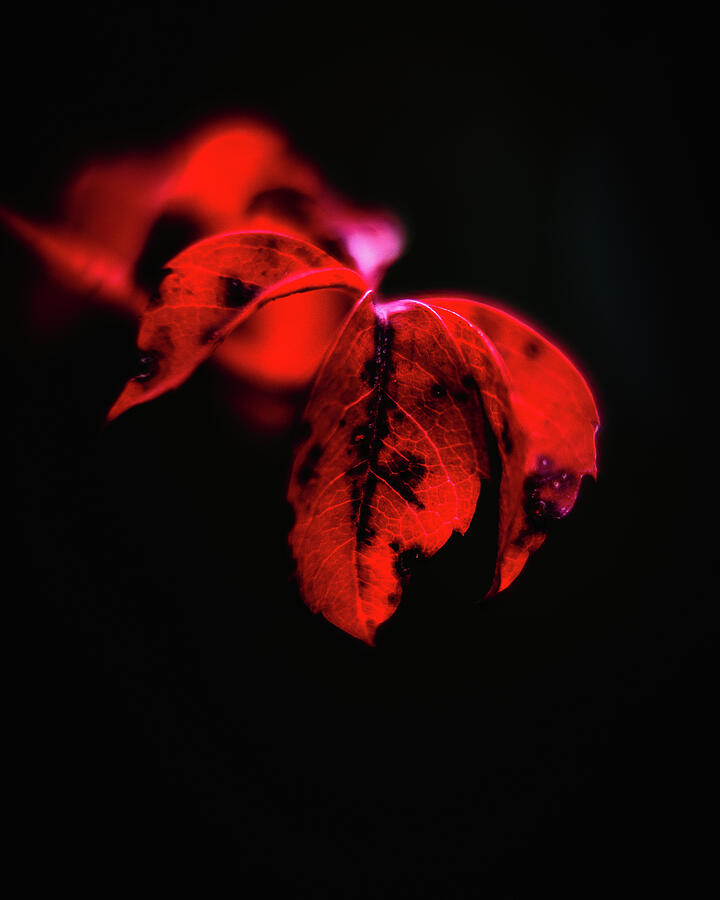 Autumn Hues Photograph by Rich Kovach