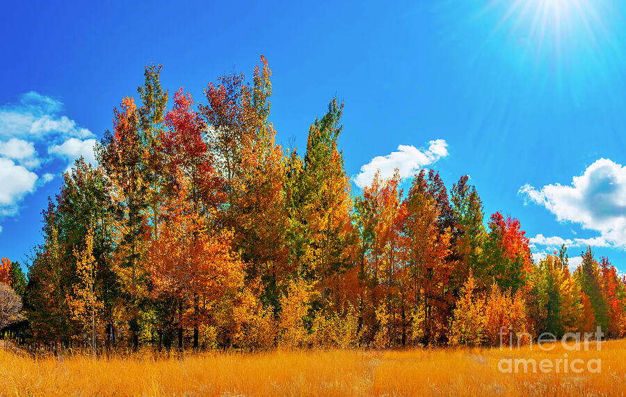 Autumn in the San Bernardino Mountains Photograph by William Gunn