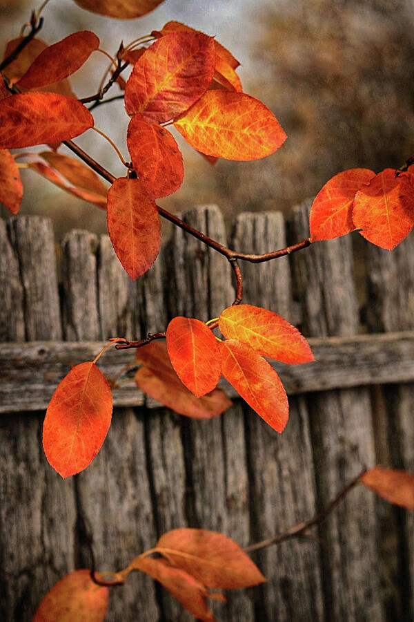 Autumn Leaves Against Wooden Fence by James DeFazio