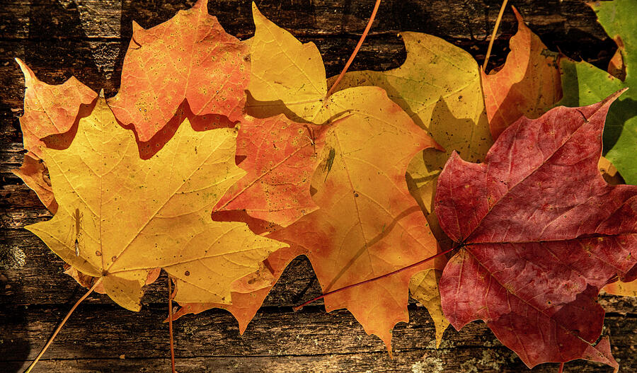 Autumn Leaves on Wooden Surface Photograph - Autumn Leaves Forest Floor by Dan Sproul