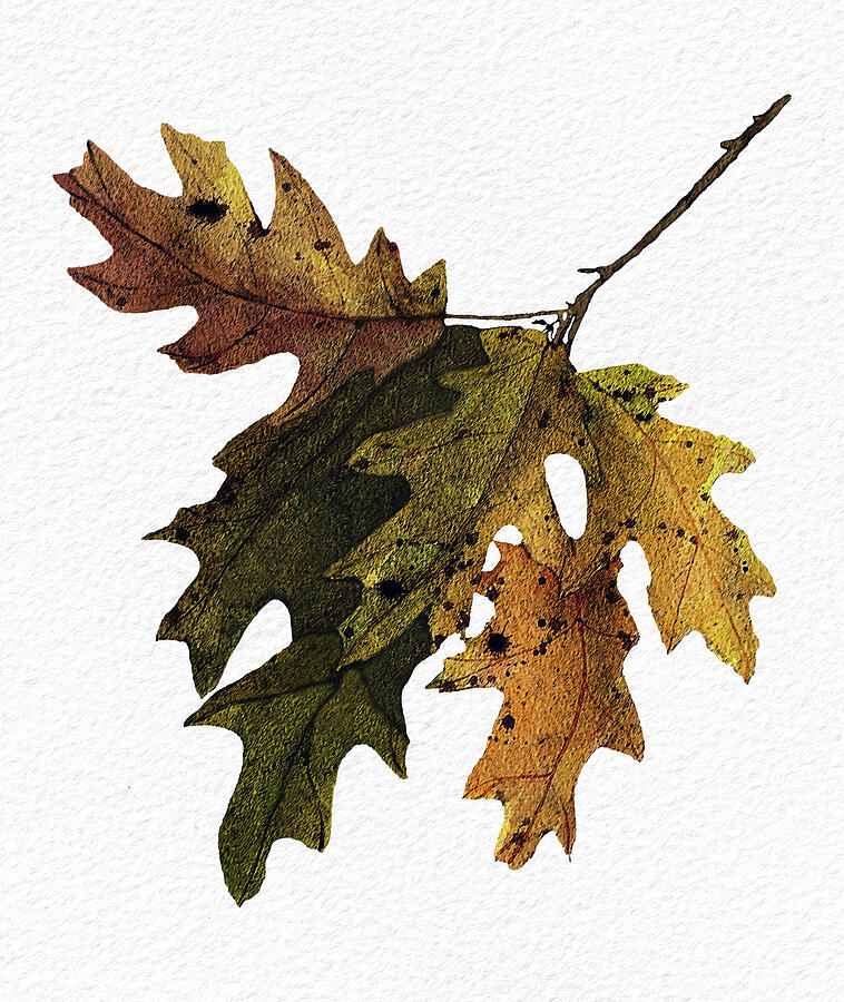 Autumn Oak Leaves by Deborah League