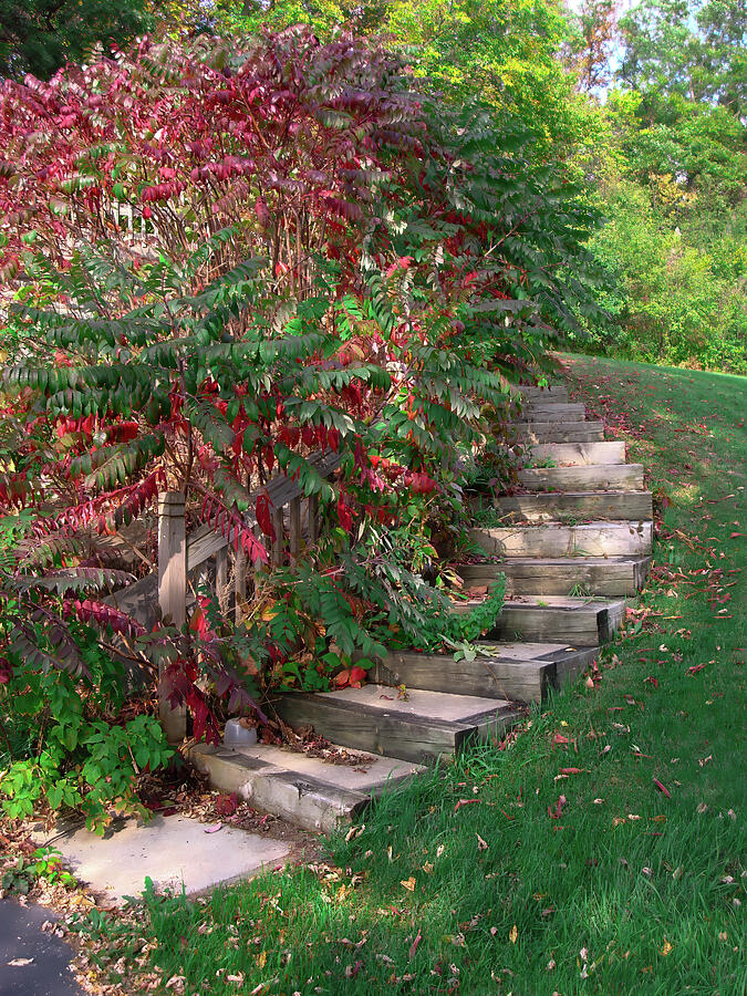 Autumn Pathway Steps Photograph by Deb Beausoleil