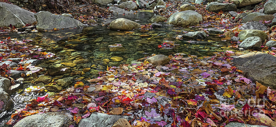 Colorful Autumn Leaves on Stream Photograph - Autumn Pool by Ron Long Ltd Photography