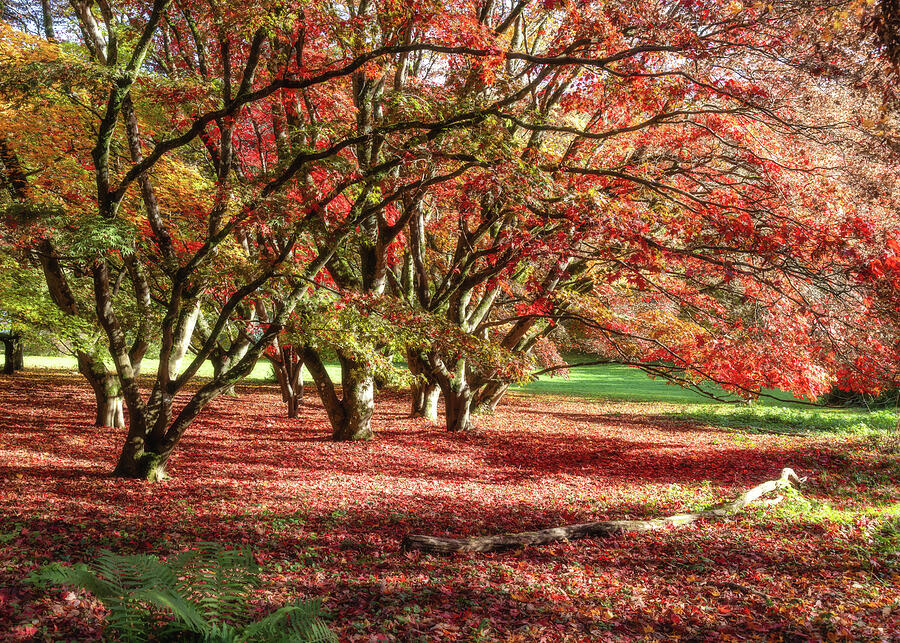 Autumn Trees in Vibrant Colors Photograph - Autumn Reds #2 by Shirley Mitchell