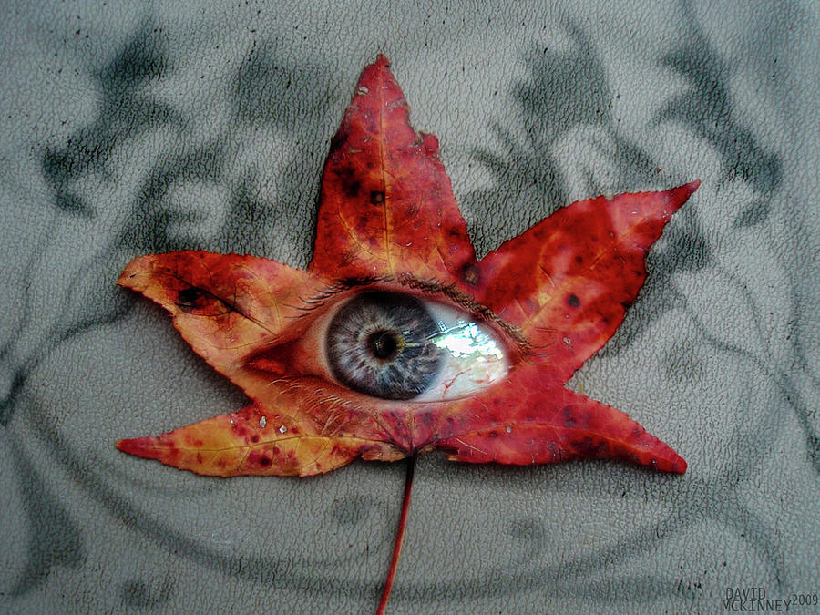 Autumn Suspicion Photograph by David McKinney