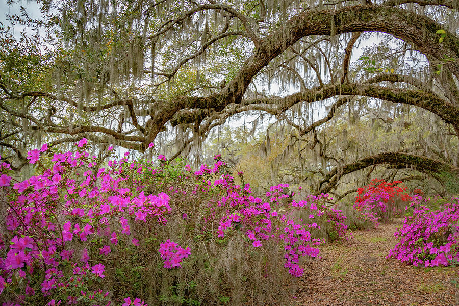 Avenue of Oaks in Spring Photograph by Cindy Robinson