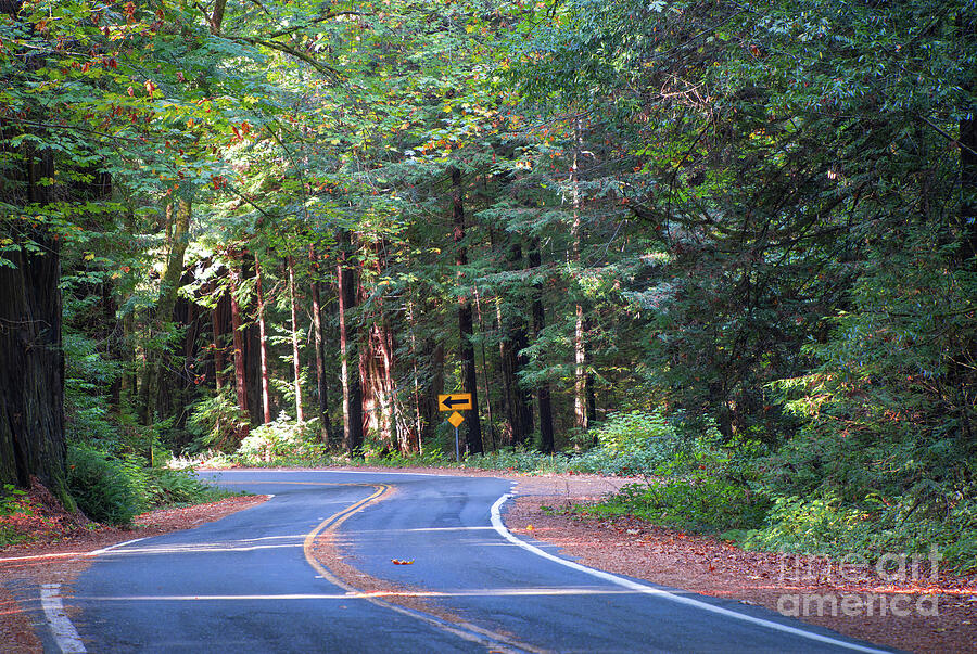 Avenue of the GIants Photograph by Helo Art