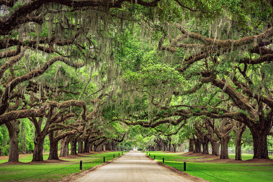 Avenue of the Oaks, South Carolina Photograph by Abbie Warnock