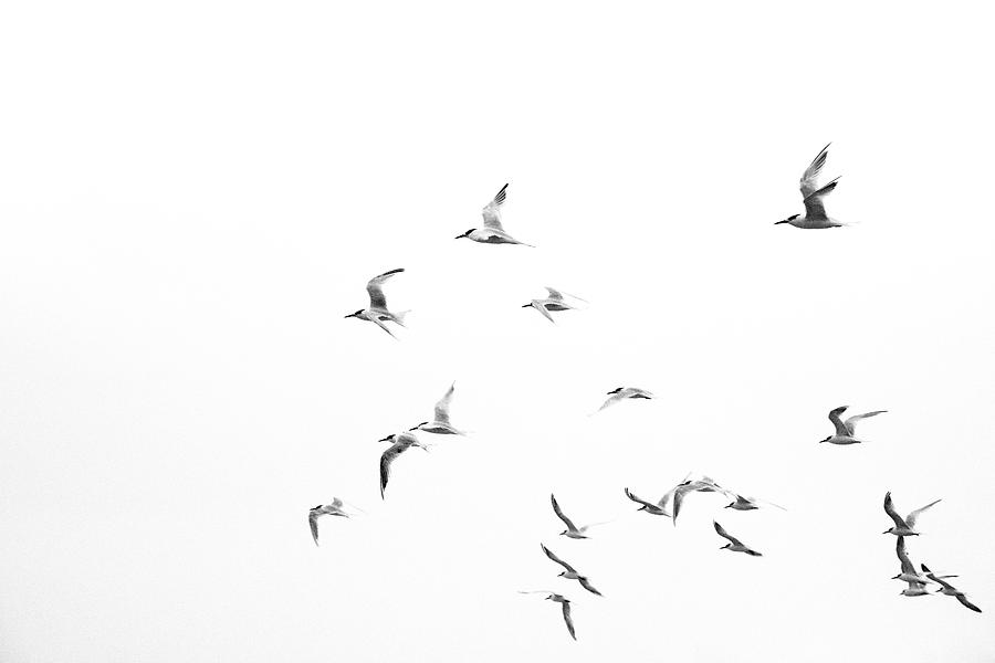 Aviators Photograph by Mia Badenhorst