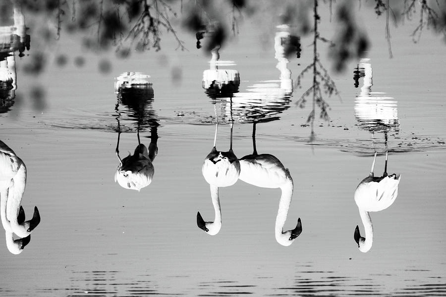 Awareness Photograph by Mia Badenhorst