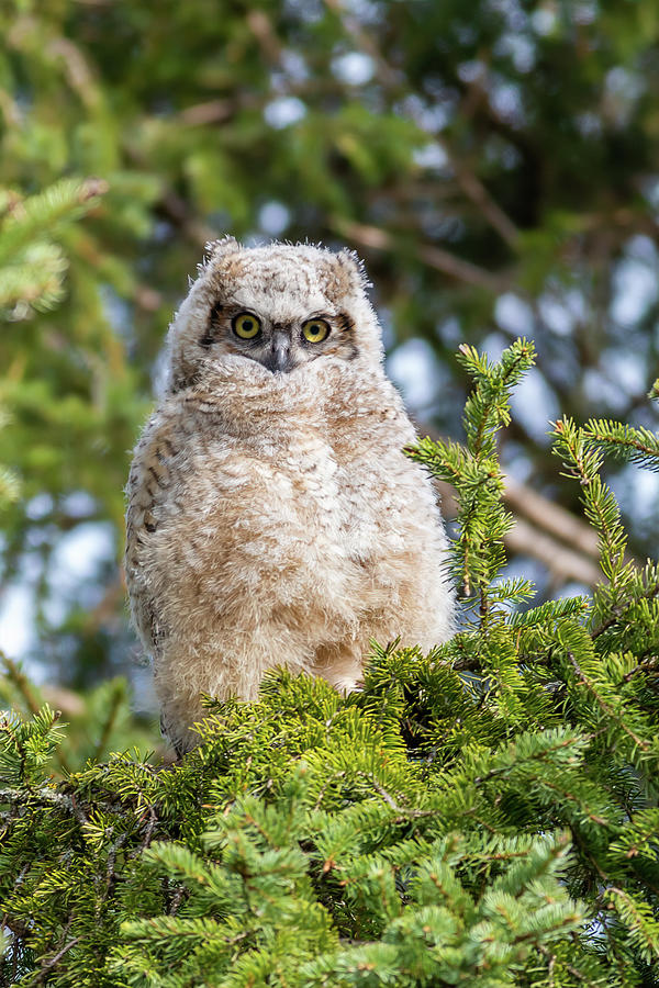 Baby Great Horned Owl Photograph by Linda Ryma