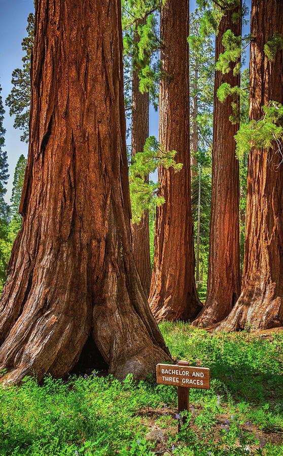 Bachelor and Three Graces Sequoia Trees, California Photograph by Abbie Warnock