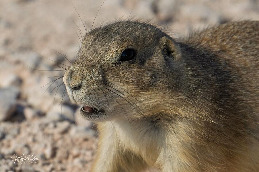 Badlands Prairie Dog Photograph by Jeffrey Kolker