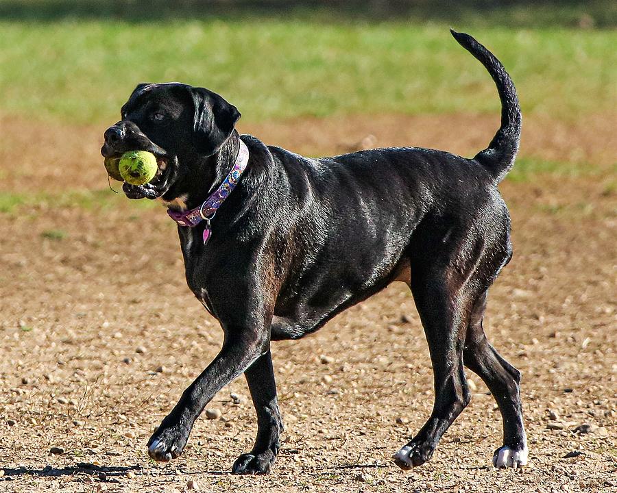 Ball Time1 Photograph by John Linnemeyer