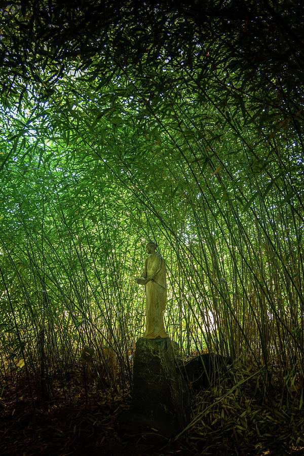 Bamboo Garden Photograph by Kevin Schwalbe