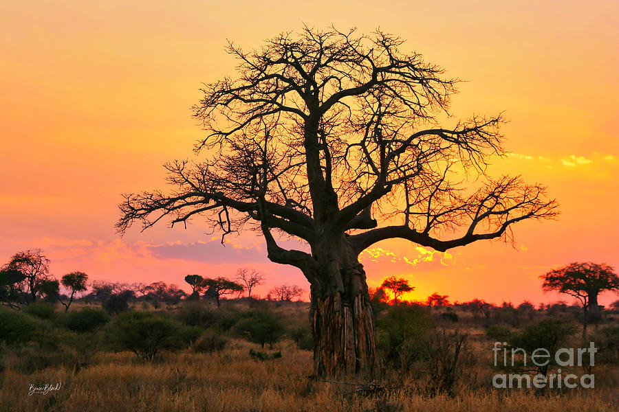 Baobab tree at sunset Photograph by Bruce Block