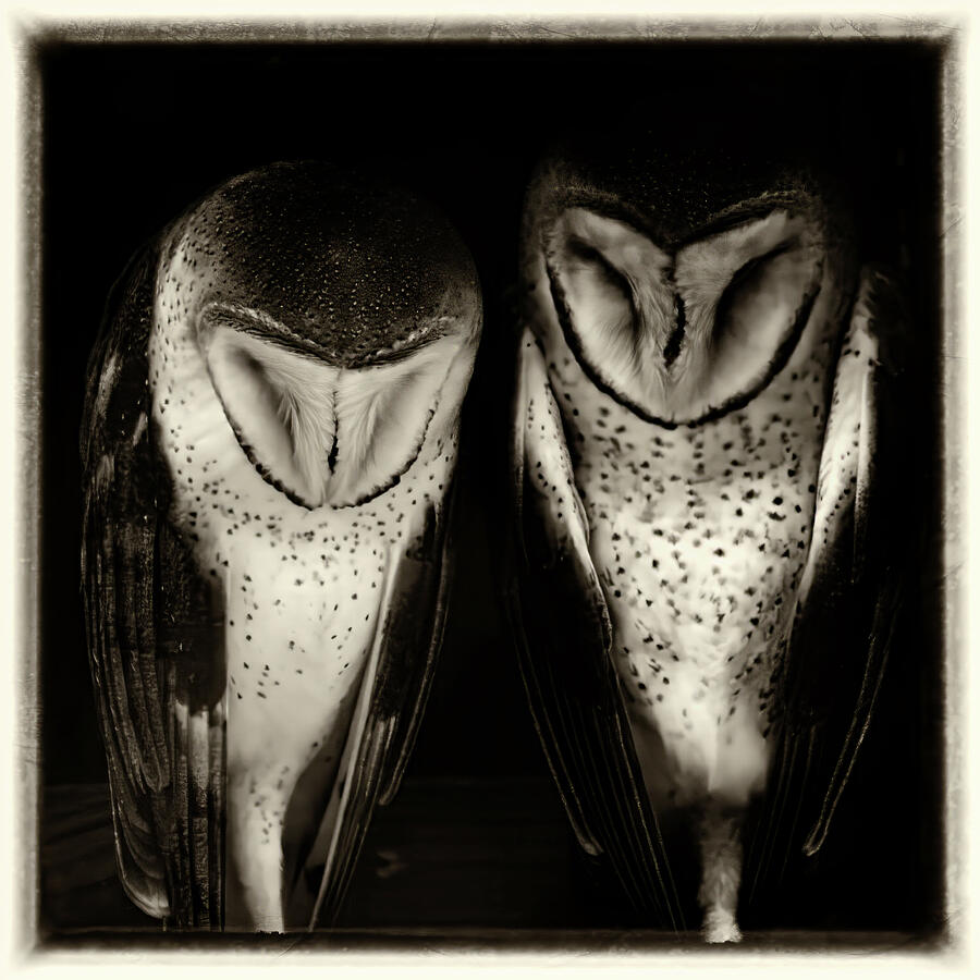 Barn Owl 2C Photograph by Sally Fuller