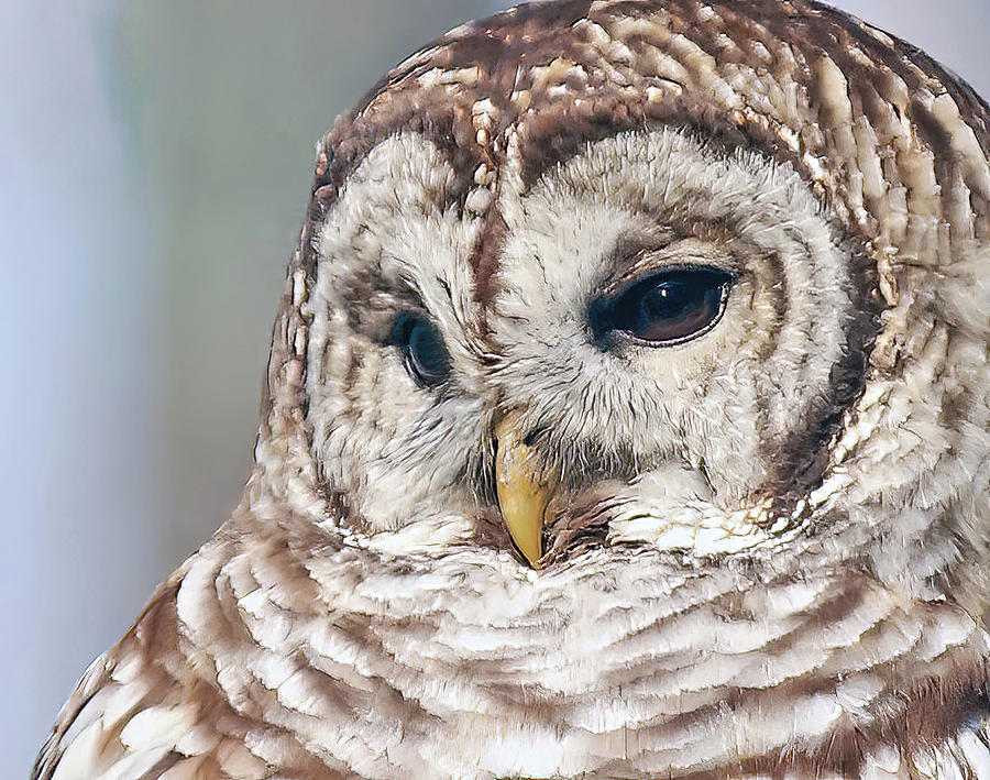 Barred Portrait Photograph by Gina Fitzhugh