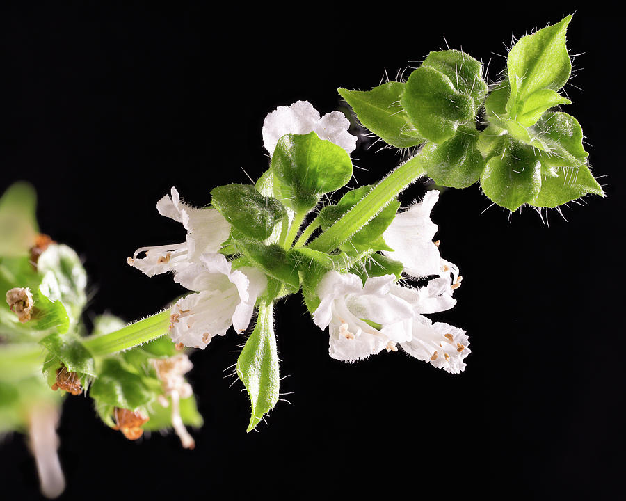 Basil Bloom Photograph by Steven Nelson