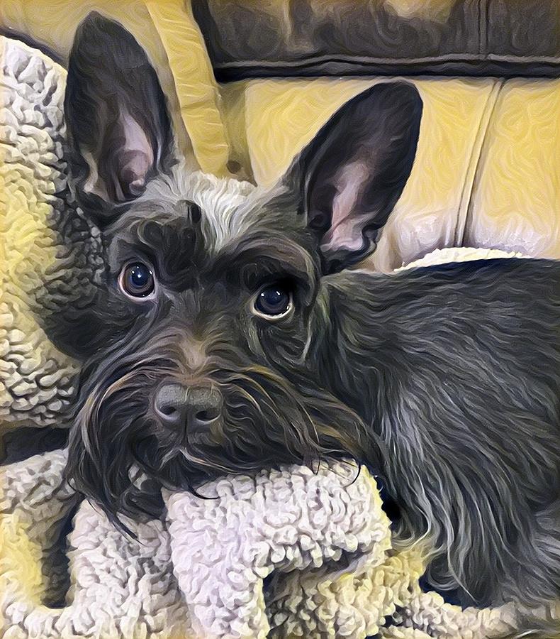 All Ears Photograph by Randall Dill