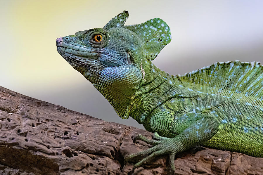 Basilisk Photograph by Gina Fitzhugh