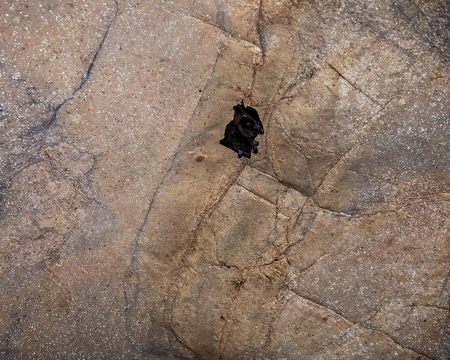 Bats On A Cave Ceiling Photograph by Flees Photos