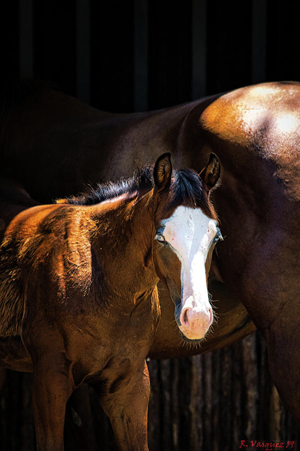 Bay Colt Photograph by Rene Vasquez