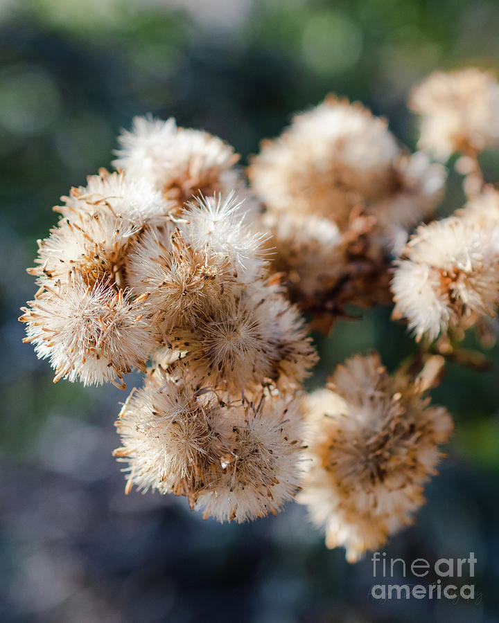 Beach Flowers, California Photograph by Abigail Diane Photography