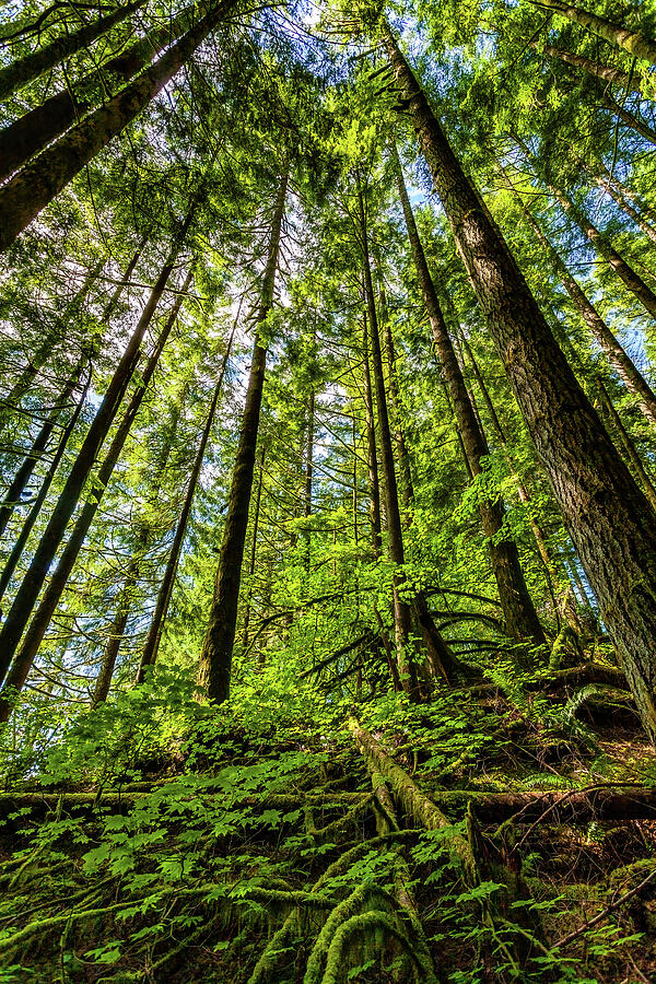 Beacon Hill Washington Photograph by Tommy Farnsworth