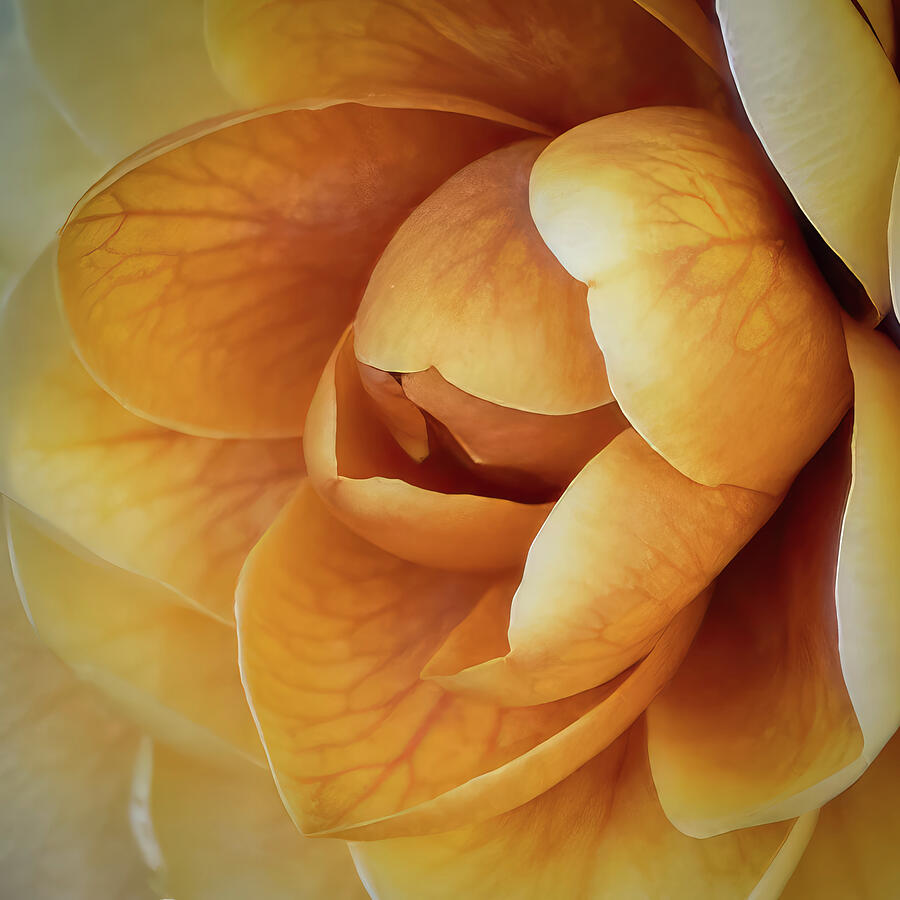 Natures Heartbeat Photograph by Dodie Ross