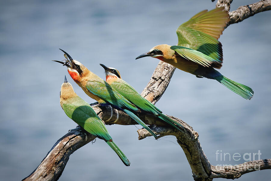Vibrant Birds on a Branch Photograph - Bee Eating Feast Near Victoria Falls by Natural Focal Point Photography