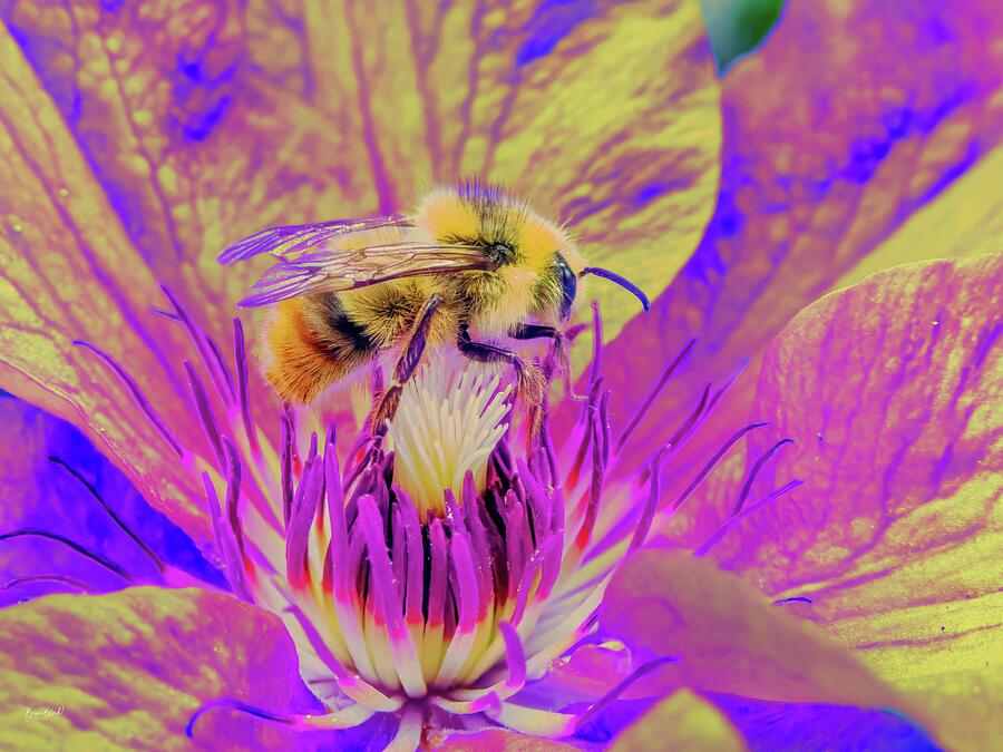 Bee on Vibrant Flower Digital Art - Bee on Vibrant Flower by Bruce Block