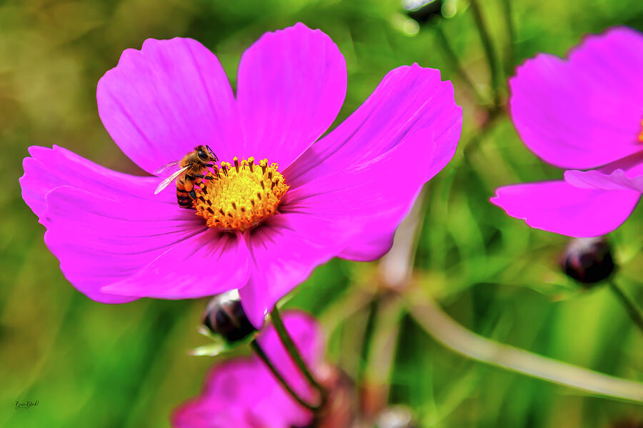 Bee on Vibrant Pink Flower Photograph - Bee on Vibrant Pink Flower by Bruce Block