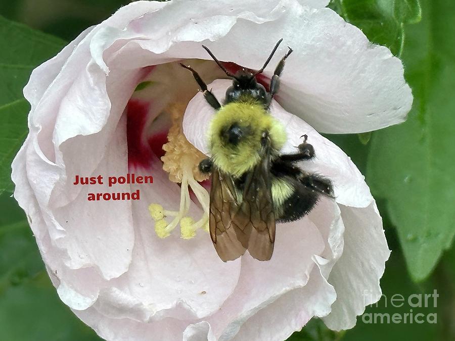 Bee Talk Photograph by Catherine Wilson